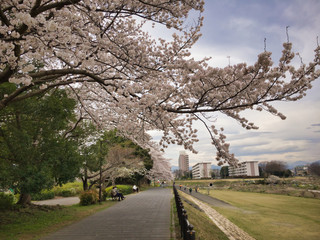 2020, spring. Cherry blossoms bloom again in the park along the river this year.