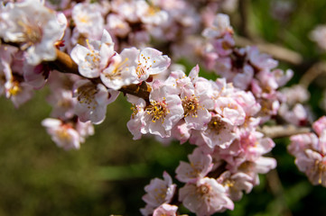 Apricot, blooms, beautiful lilac flowers, spring, Sun, радость, гармония