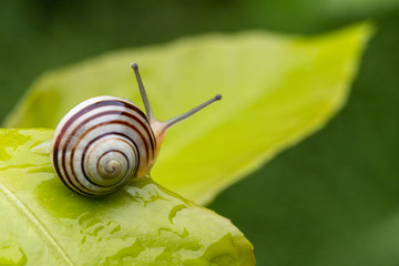 A snail moves on a lemon tree leaf