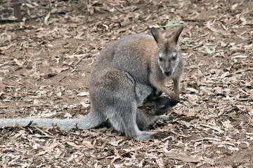 the red necked wallaby has a joey in her pouch