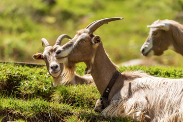 Group of three mountain goats resting on the green grass. Italian Alps, Trentino Alto Adige, Italy, Europe