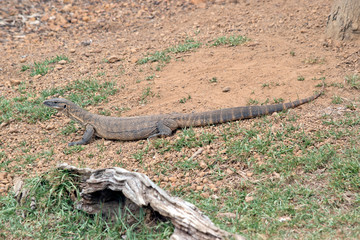 this is a side view of a rosenberg lizard