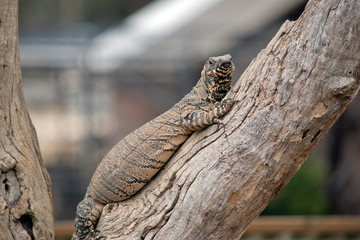 the Rosenberg Lizard is climbing up a tree