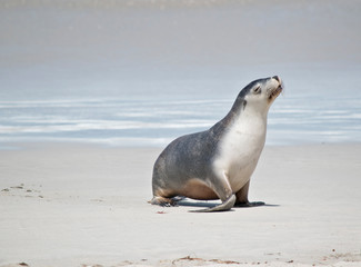 Naklejka premium this is a female sea lion at Seal Bay