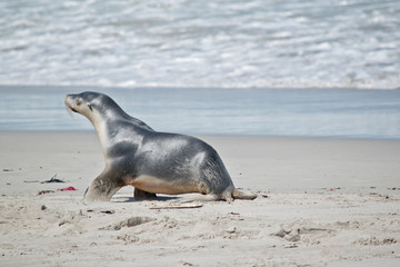 this is a sea lion pup on the beach at Seal Bay