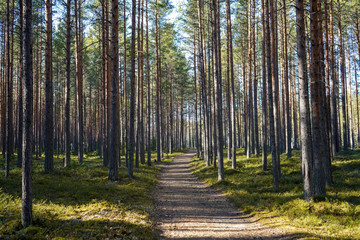 
forest road in a pine forest in Karelia