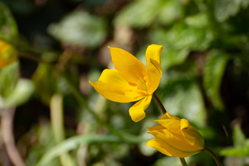 Obraz premium Close up of a very rare yellow wild tulip, Tulipa sylvestris or Weinberg Tulpe