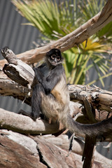 this is a side view of a spider monkey