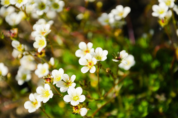 daisy little white flowers garden focus macro nature spring
