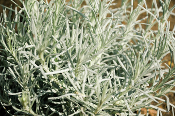 silver herb flower garden botanic plant macro close up