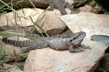 this is a side view of a water dragon