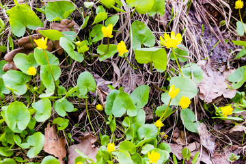 Buttercup, ficaria verna