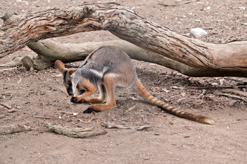 this is a side view of a yellow footed rock wallaby