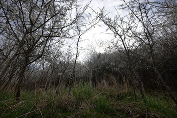Obraz na płótnie Canvas Wczesną wiosną masowo zakwitaja Śliwa tarnina, (Prunus spinosa L.) tworząc piękny akcent dzikiego krajobrazu