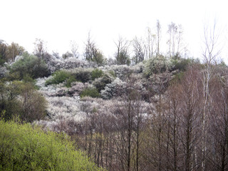 Wczesną wiosną masowo zakwitaja  Śliwa tarnina,  (Prunus spinosa L.)  tworząc piękny akcent dzikiego krajobrazu - obrazy, fototapety, plakaty