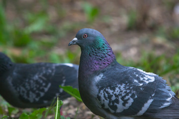 Portrait of a pigeon.Homing pigeon, racing pigeon or domestic messenger pigeon.