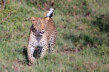 Magnificent leopard in the sunlight walking in the Masai Mara grasses