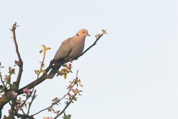 the ringdove on the blossm branches at sunrise