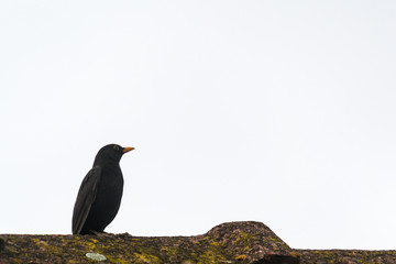 sturnus vulgaris on the roof