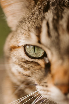 Macro view of cats eye. Close up of green and blue cat eye.
