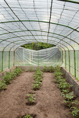 Growing the tomatoes in the greenhouse