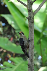 Pic de Pucheran - Costa Rica