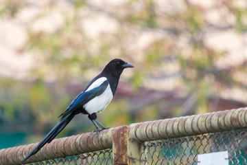 Fototapeta premium The Eurasian Magpie or Common Magpie or Pica pica with colorful background