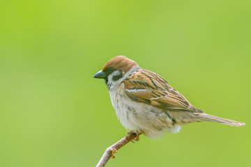 House Sparrow (Passer domesticus) perched on a log with a green background