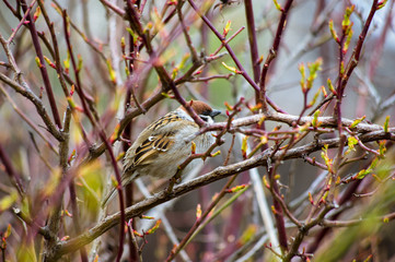 Sparrow, birds, branches, spring, life blooms