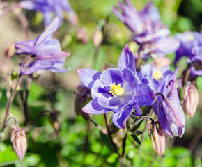 aquilegia flowers in garden