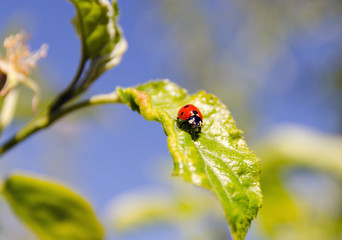 red ladybug on green leaf