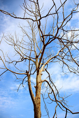 Dry tree branches on blue sky background