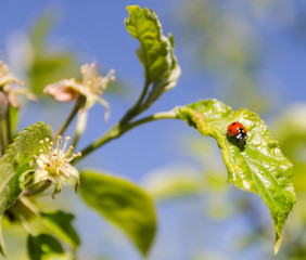 red ladybug on green leaf