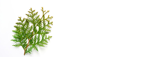thuja branch isolated on a white background. Christmas card concept. space for text. banner