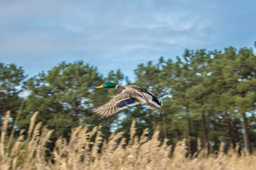 Pato