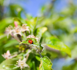 red ladybug on green leaf