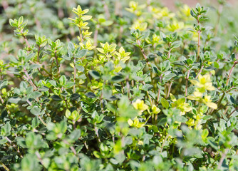 Thyme grass plantation