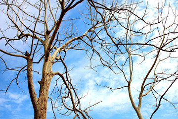 Dry tree branches on blue sky background