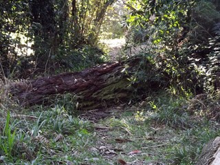 Un árbol caído en un bosque 
