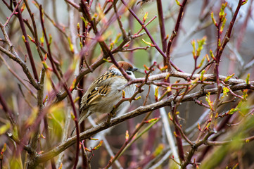 Sparrow, birds, branches, spring, life blooms