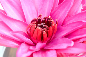 Close up of red lotus flower blooming or waterlily