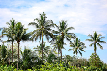 coconut palm trees in the green garden