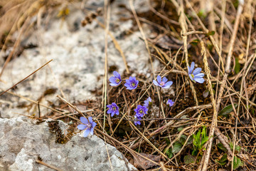 Hepatica, liverleaf or liverwort flowers in Alps. Obertraun, Austria.