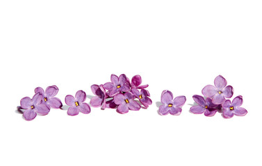 Purple lilac flowers on white background
