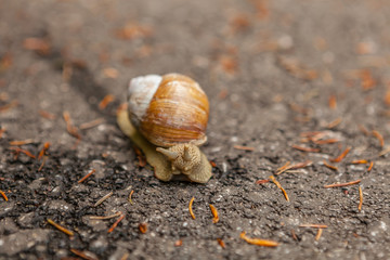 Helix pomatia, common names the Roman snail, Burgundy snail, edible snail or escargot close up.