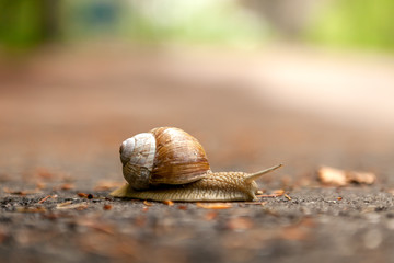 Helix pomatia, common names the Roman snail, Burgundy snail, edible snail or escargot close up.