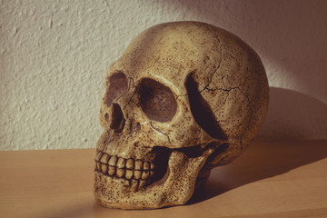 Calavera situada en una madera en colores cálidos y jugando con luces y sombras