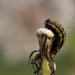chenille