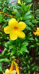 Fototapeta na wymiar Yellow frangipani flower