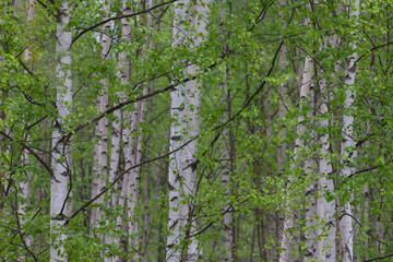 Beautiful view in the birch tree forest